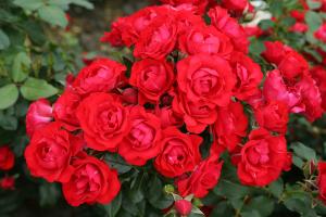 Photo du Variétés de rosiers Black Forest Rose