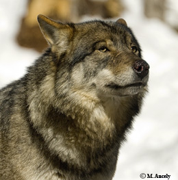 Photo du Réglementation Plan d'action nationale Loup 2013-2017