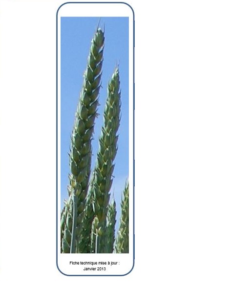 Photo du variétés blé d'hiver Ludwig