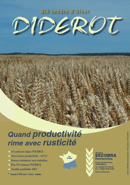 Photo du variétés blé d'hiver Diderot