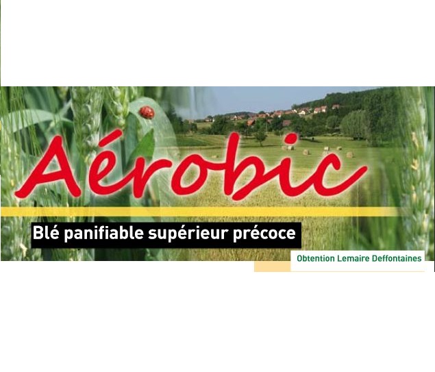 Photo du variétés blé d'hiver Aerobic