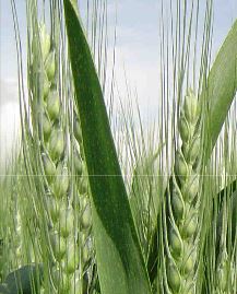 Photo du variétés blé d'hiver Pannonikus