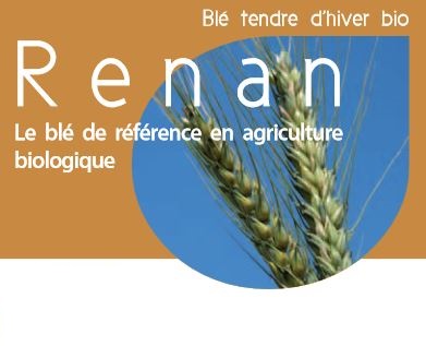 Photo du variétés blé d'hiver Renan