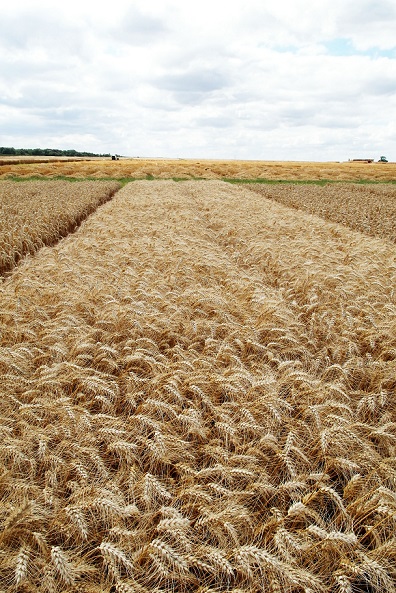 Photo du variétés blé d'hiver Kundera