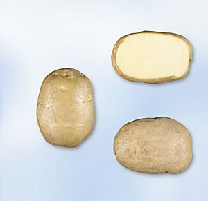 Photo du Pommes de terre de consommation Fontane
