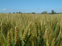 Photo du variétés blé d'hiver Koreli