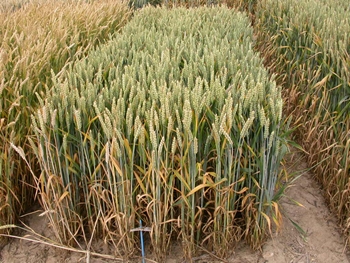 Photo du variétés blé d'hiver Orvantis
