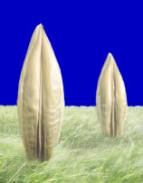 Photo du variétés d'orge d'hiver 2 rangs Menhir