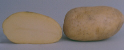 Photo du Pommes de terre de consommation Agata