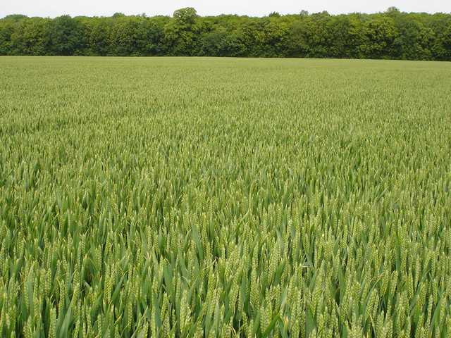 Photo du variétés blé d'hiver Arobase