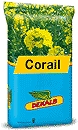 Photo du variétés de colza d'hiver Corail
