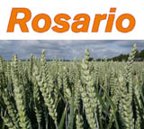 Photo du variétés blé d'hiver Rosario