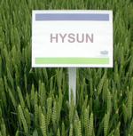 Photo du variétés blé d'hiver Hysun