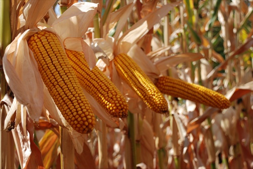 Photo du Variétés de maïs grain PR37F73