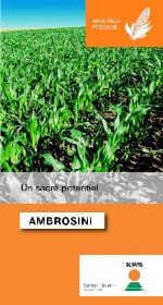 Photo du Variétés de maïs mixte Ambrosini