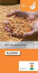 Photo du Variétés de maïs grain Klamas
