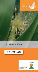 Photo du Variétés de maïs mixte Koutelas