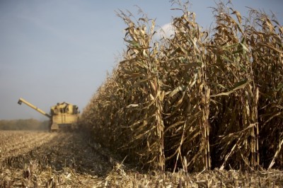 Photo du Variétés de maïs grain Konvergens