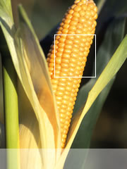 Photo du Variétés de maïs grain Mas 13.L