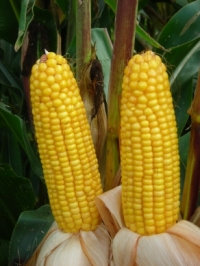 Photo du Variétés de maïs grain Mas 17.E