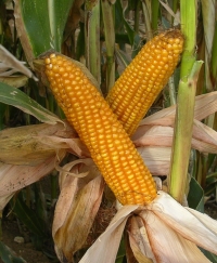 Photo du Variétés de maïs grain Crispi
