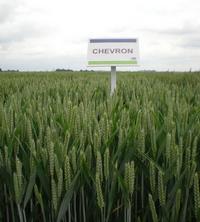 Photo du variétés blé d'hiver Chevron