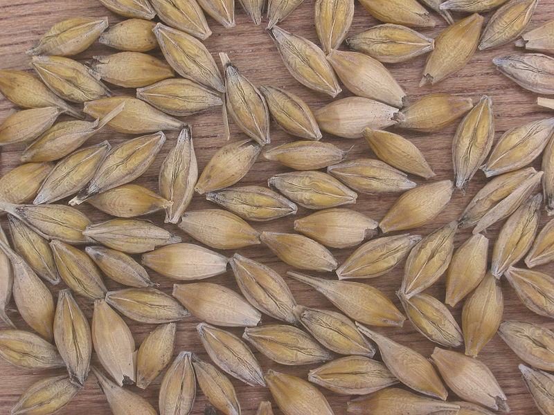 Photo du Traitement des semences de céréales Celest Orge Net