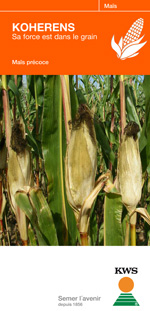 Photo du Variétés de maïs grain Koherens