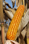 Photo du Variétés de maïs grain 9361