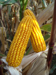 Photo du Variétés de maïs grain Konkretis