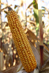 Photo du Variétés de maïs grain Kaustrias
