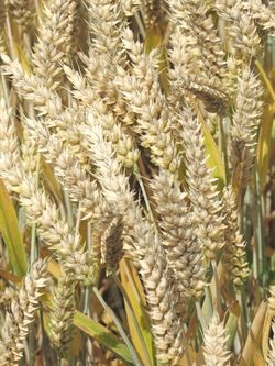 Photo du variétés blé d'hiver Arkeos
