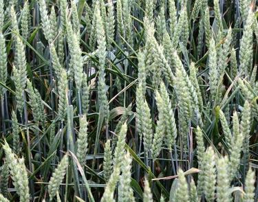 Photo du variétés blé d'hiver Galopain
