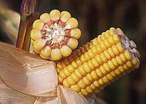 Photo du Variétés de maïs grain LG32.15
