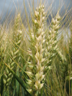 Photo du variétés blé d'hiver Aristote