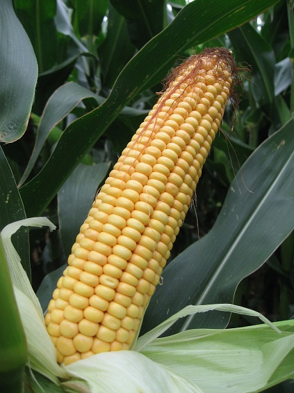 Photo du Variétés de maïs grain Karawas