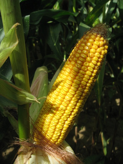 Photo du Variétés de maïs grain Forvia