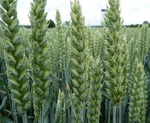 Photo du variétés blé d'hiver Hyxtra