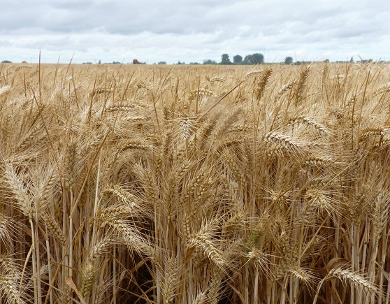 Photo du variétés blé d'hiver Fanion