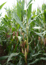 Photo du Variétés de maïs grain Konsensus