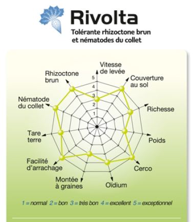 Photo du variétés de betteraves sucrières Rivolta