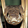Photo du variétés de betteraves sucrières Anaconda