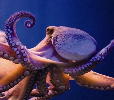 Photo du variétés de betteraves sucrières Octopus