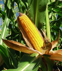 Photo du Variétés de maïs grain Amelior