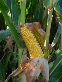 Photo du Variétés de maïs grain Mas 25A