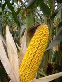 Photo du Variétés de maïs grain Mas 32F