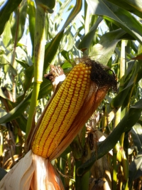 Photo du Variétés de maïs grain Mas 56E