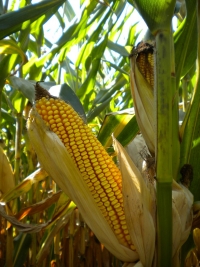 Photo du Variétés de maïs grain Mas 52C