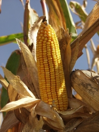 Photo du Variétés de maïs grain Mas 53B
