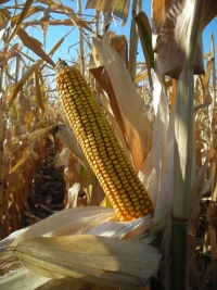 Photo du Variétés de maïs grain MAS 37V